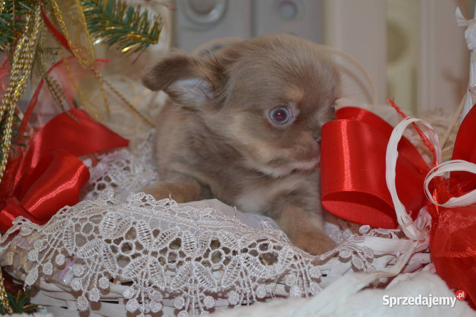 CHIHUAHUA PRZEPIĘKNA DŁUGOWŁOSA SUNIA KOLOR Warszawa