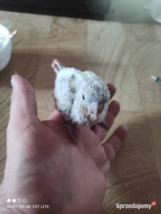 Ręcznie karmione Mnichy nizinne sprzedam Zgierz