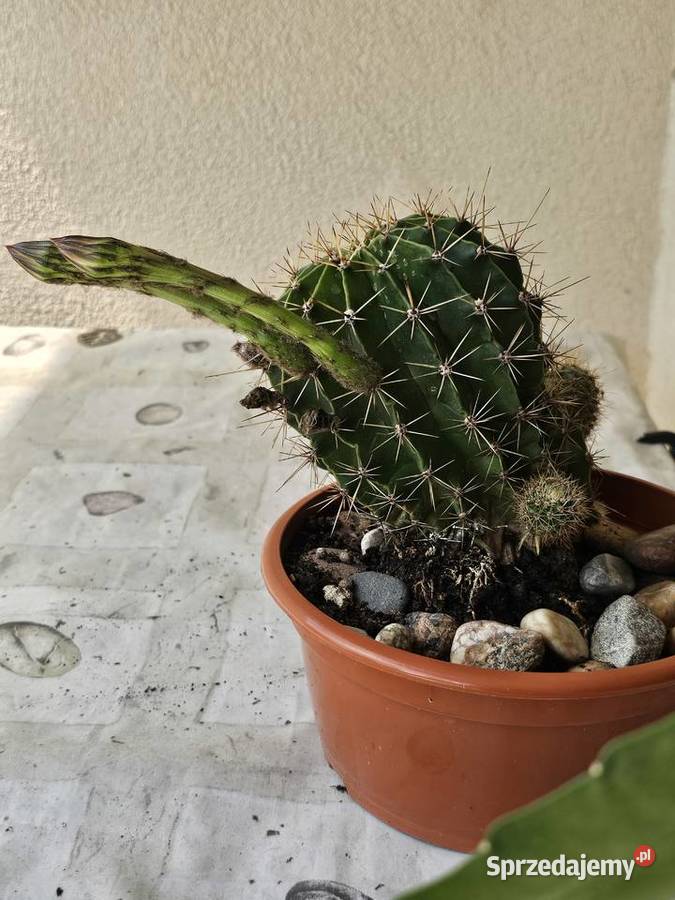 Kaktus Echinopsis Królowa nocy Oświęcim