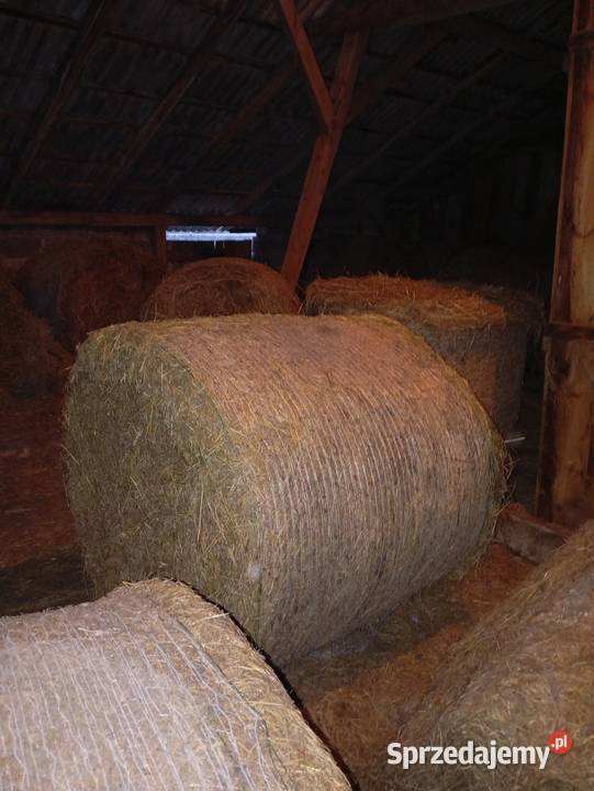 Sprzedam siano w belach i kostkach Skrzydłowo