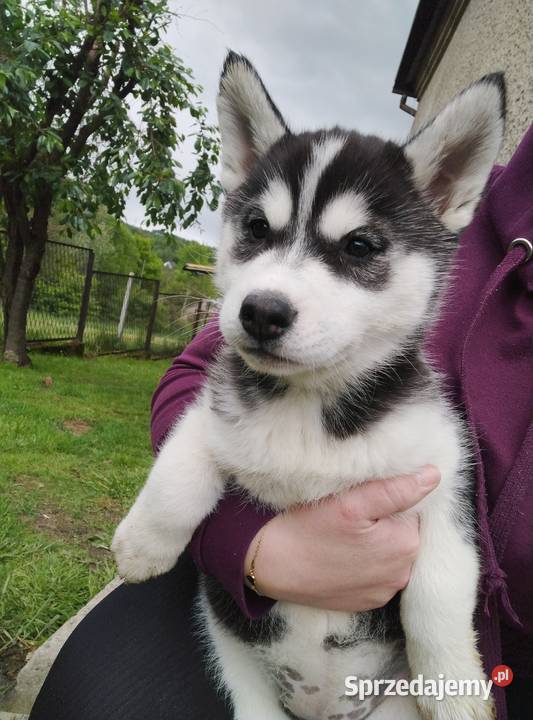 Słodkie Husky szczenięta szukające szczęśliwego Lipnica Górna sprzedam