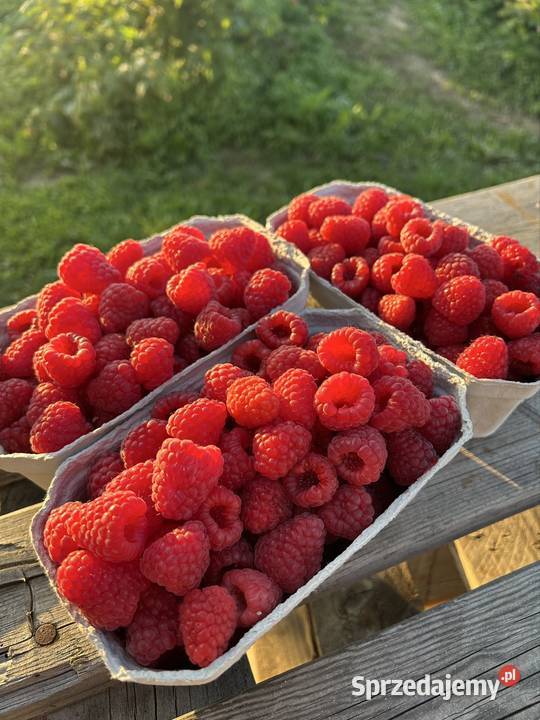 Sadzonka maliny jesiennej Tarnów