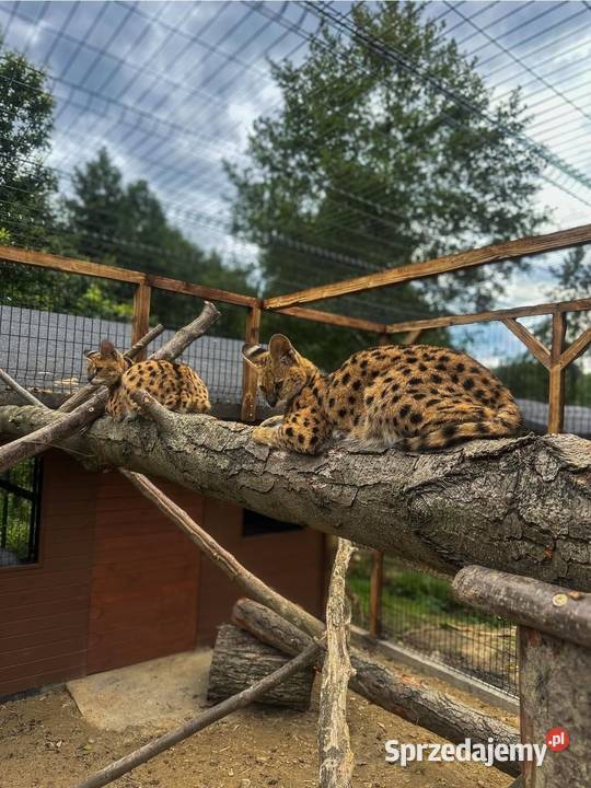 Para hodowlana Serwal Afrykański serval serval z Marklowice Górne