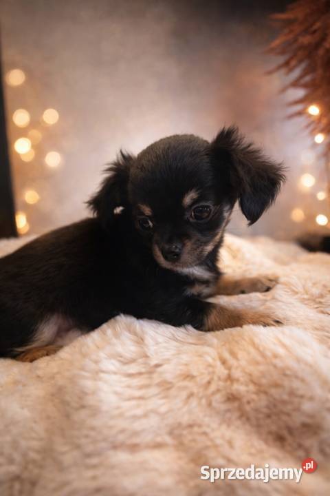 Chihuahua malutki piesek długowłosy Sułkowice