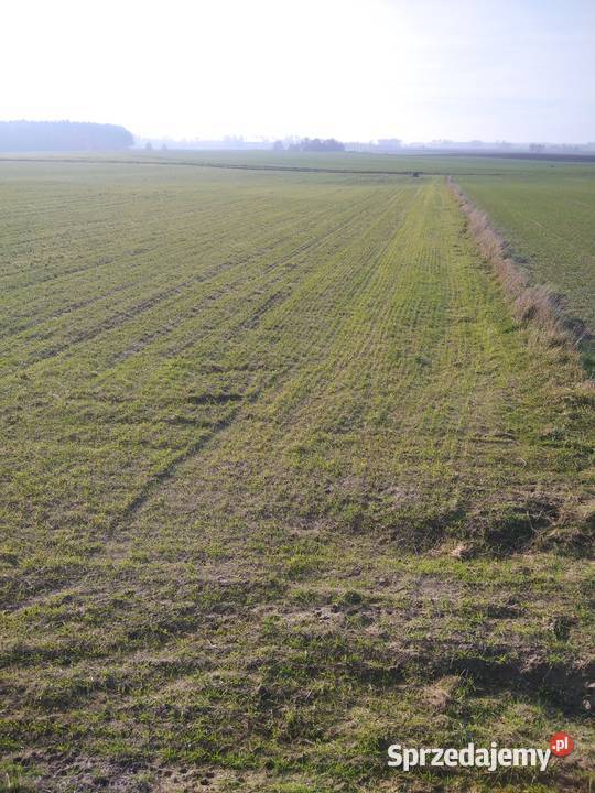 Dwie działki z warunkami zabudowy 3001m2 Bukowiec