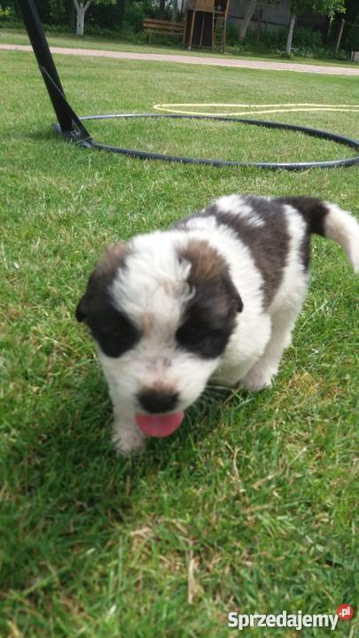 Bernardynyszczenięta Lidzbark Warmiński sprzedam