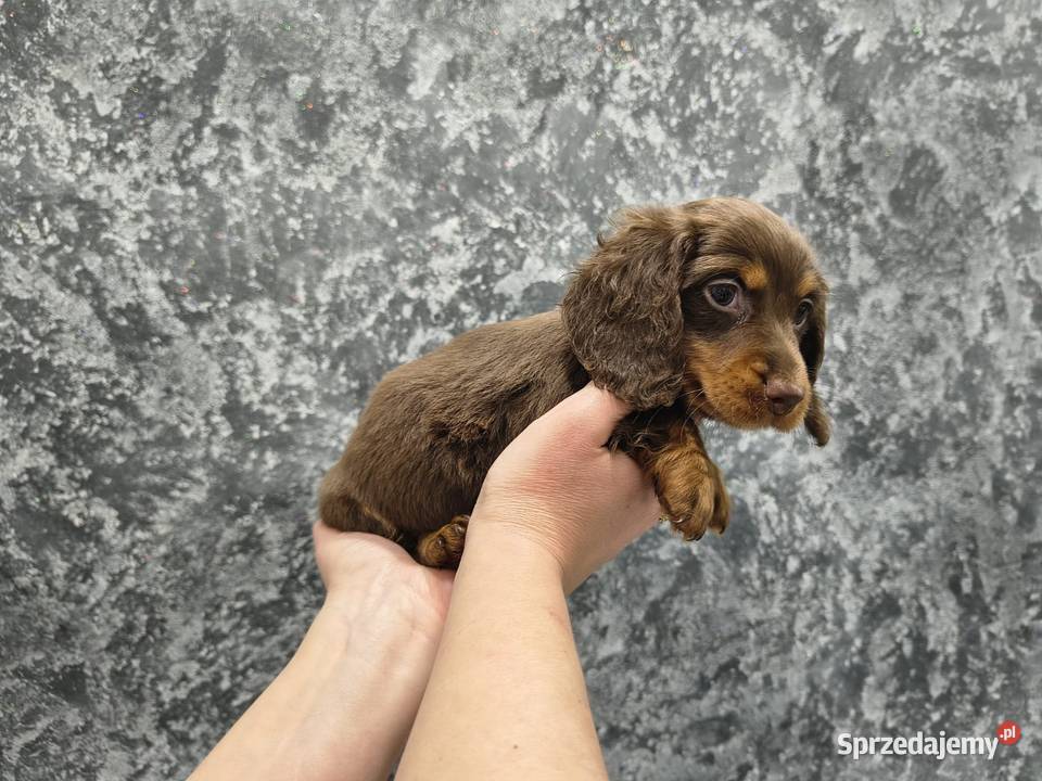 Jamnik długowłosy miniaturowy gold gen kremowy Żychlin sprzedam