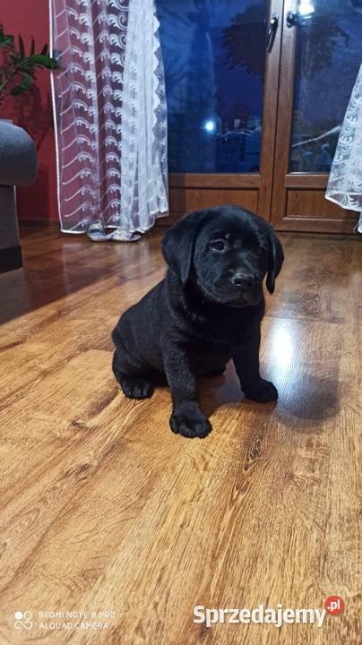 Suczki i pieski czarne Labradory Retriever Tarnów sprzedam