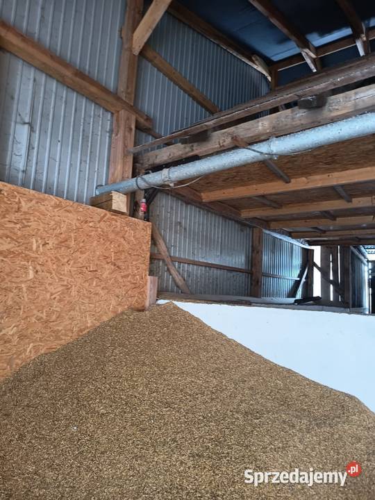 Żmijka do zboża świętokrzyskie