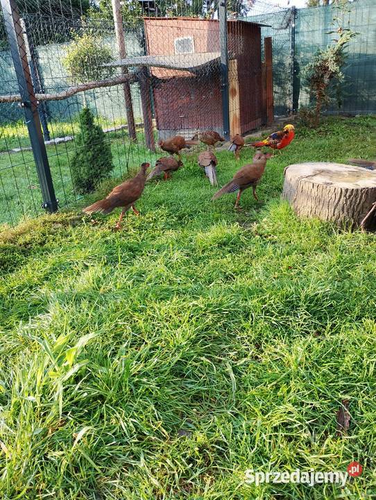 Bazanty srebrne młodzież Przydwórz