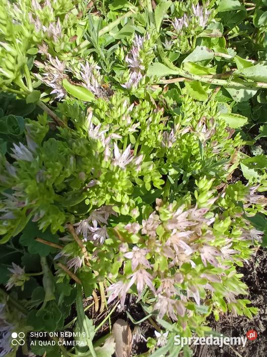 Rozchodnik kaukaski na skalniak do donic Nowy Sącz