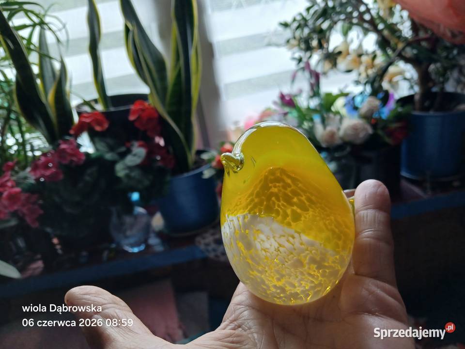 Żółty ptak szczęścia Warszawa sprzedam