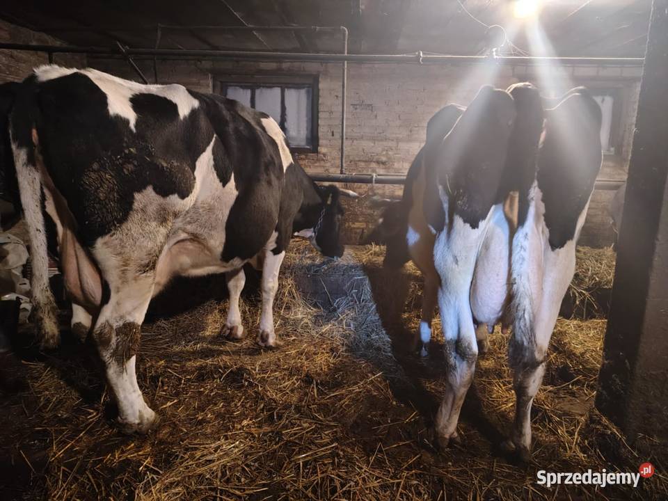krowy mleczne jałówki cielne podlaskie
