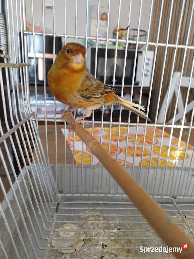 Kanarek Ptaki Ługowiska