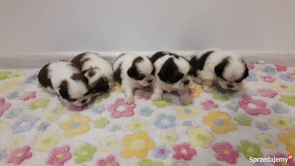 shihtzu szczenieta wyprawka Pszczyna