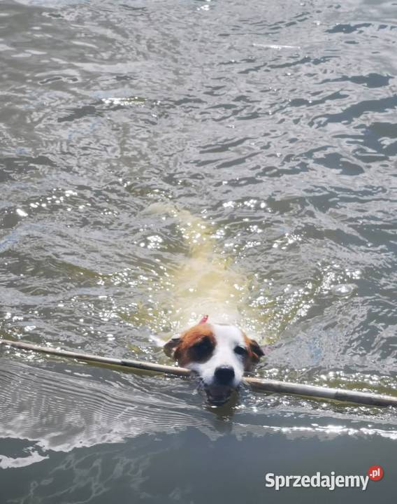 Jack Russell Terrier