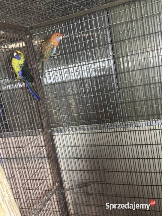 Sprzedam papugi Ptaki Pawłowice