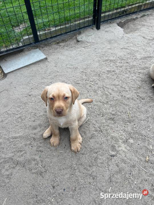 Labrador retriever Adamowo sprzedam