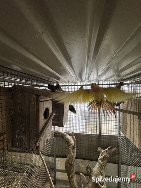 Sprzedam papugi Pawłowice