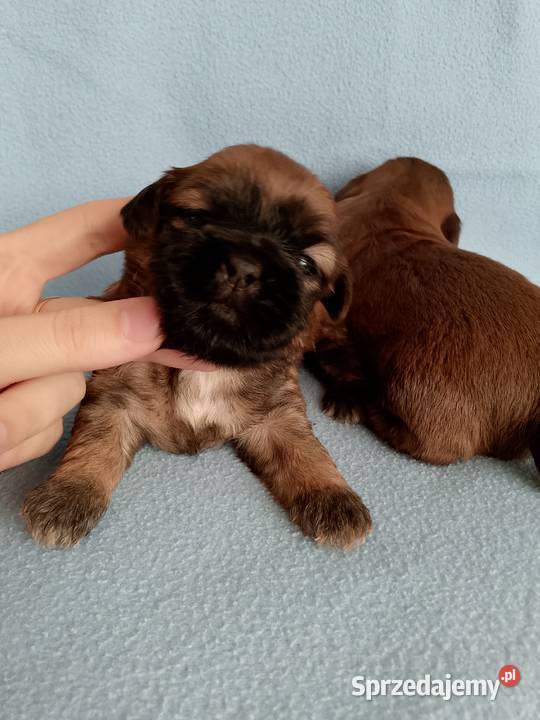 Piękny piesek rasy ShihTzu Opole