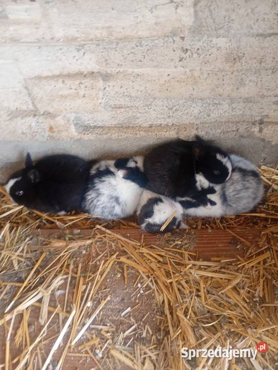 Króliczki mini łódzkie Wrzesiny sprzedam