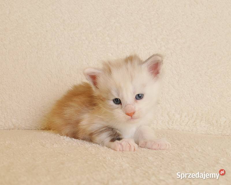 Śliczna koteczka Maine Coon LEGALNA HODOWLA Białystok