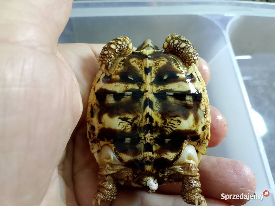 Żółw gwiaździsty lądowy Geochelone elegans Gady i płazy Bielsko-Biała