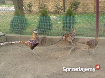 BAŻANT BAŻANTY KRÓLEWSKIE Łuków