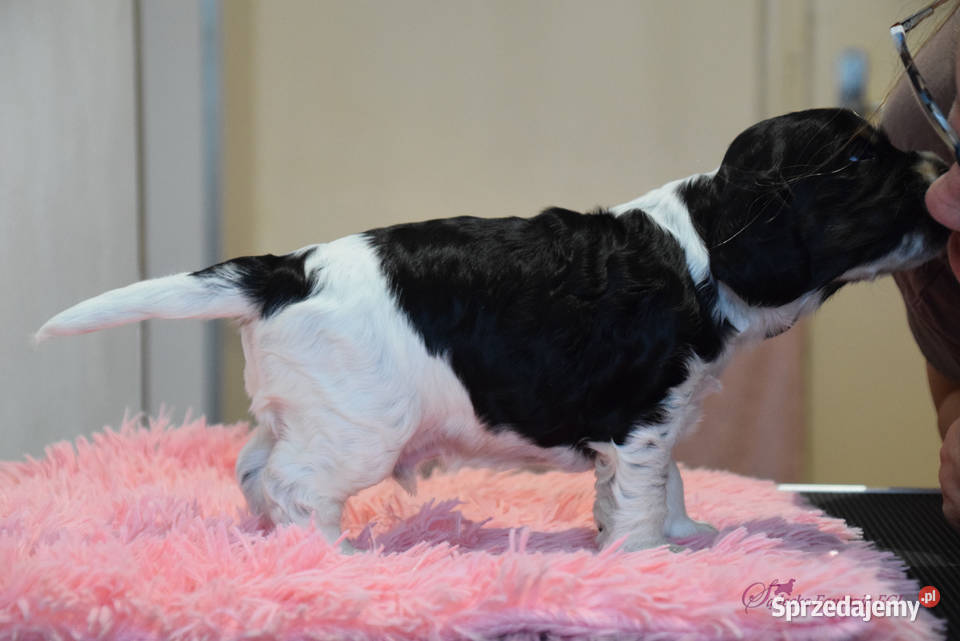 Cocker Spaniel Angielski Burbon Nowy Sącz