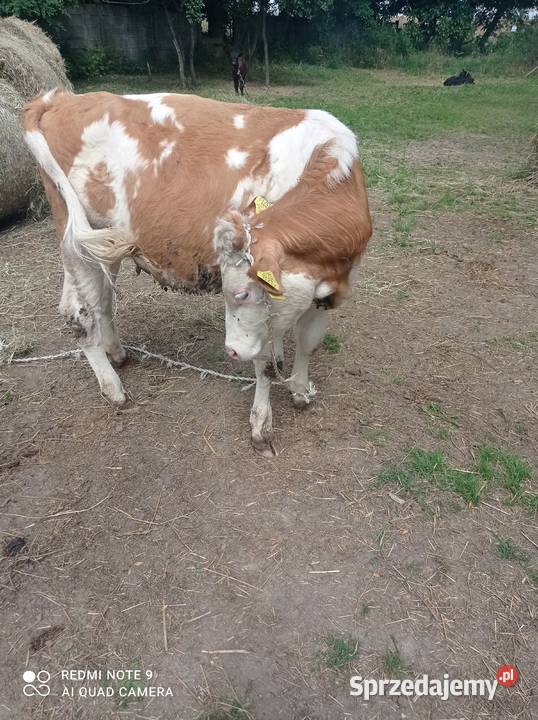 Sprzedam jałówki Chojnów sprzedam