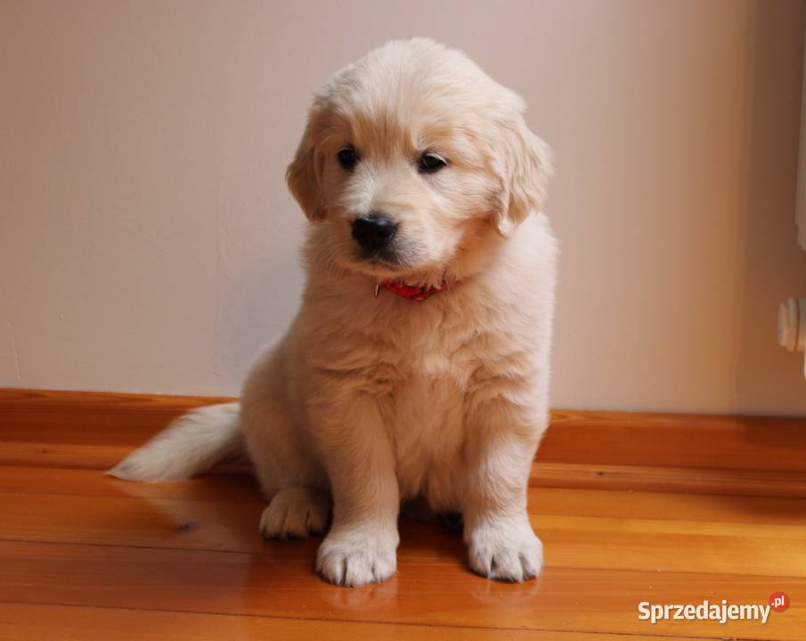 Golden Retriever szczeniaki Wilkowa