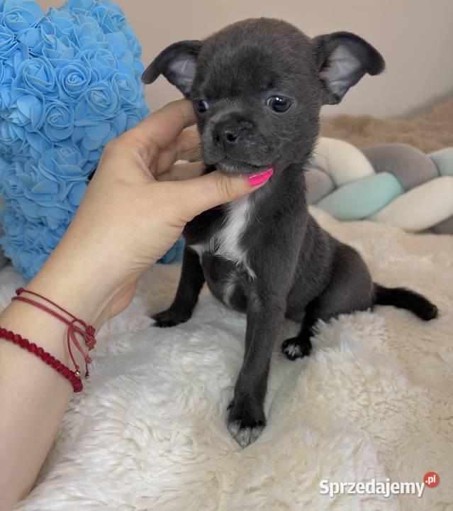 Chihuahua piesek krótkowłosy niebieski Blue Bełchatów