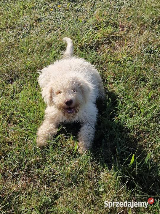 Lagotto Romagnolo ZKwPFCI Jakubowice Konińskie