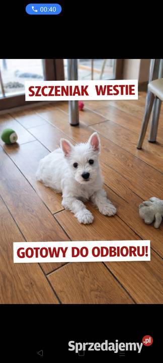 West Highland White terrier chłopiec Pajęczno sprzedam