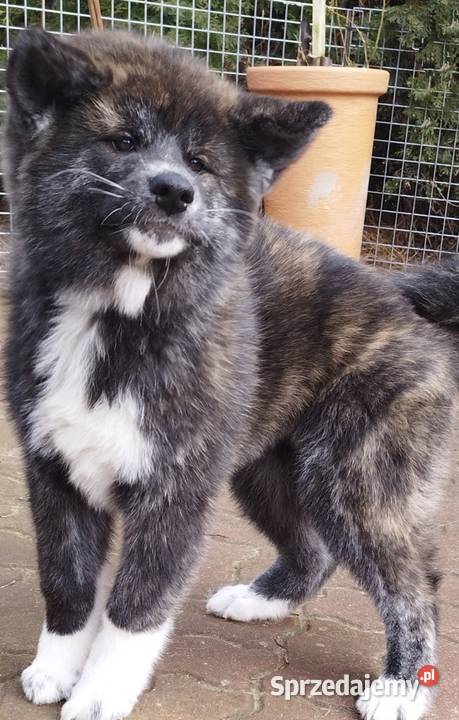 Akita inu sunia Zkwp pręgowana Rajszew sprzedam
