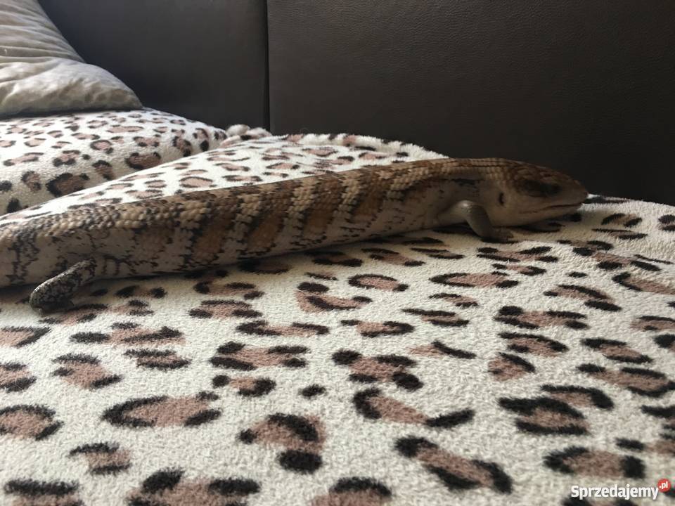 Scynk olbrzymi tiliqua sp irian jaya zamienię Tarnów
