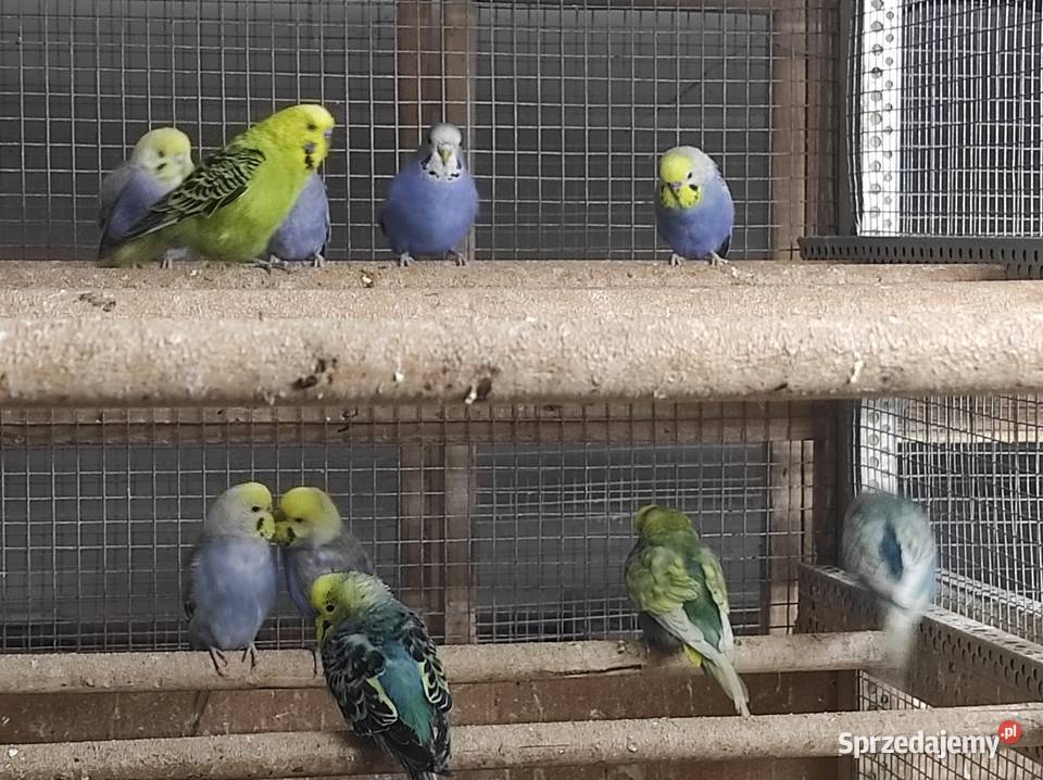 Papużki faliste Wilga