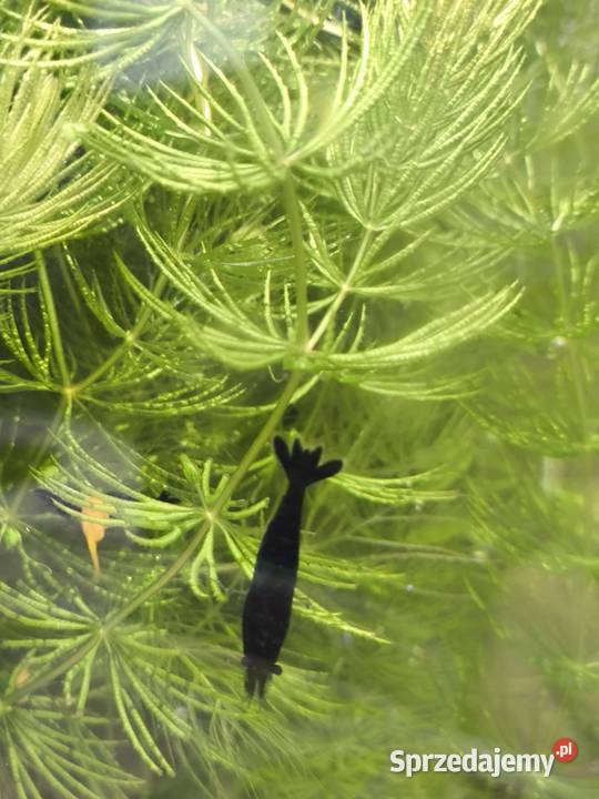 Krewetka blue velvet