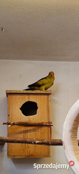 Sprzedam papugi górskie i kozy Świerklany