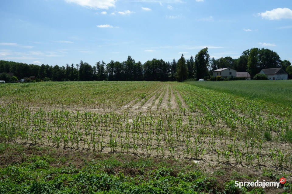 Skoczów Ochaby 32ha z częścią budowlaną i pod
