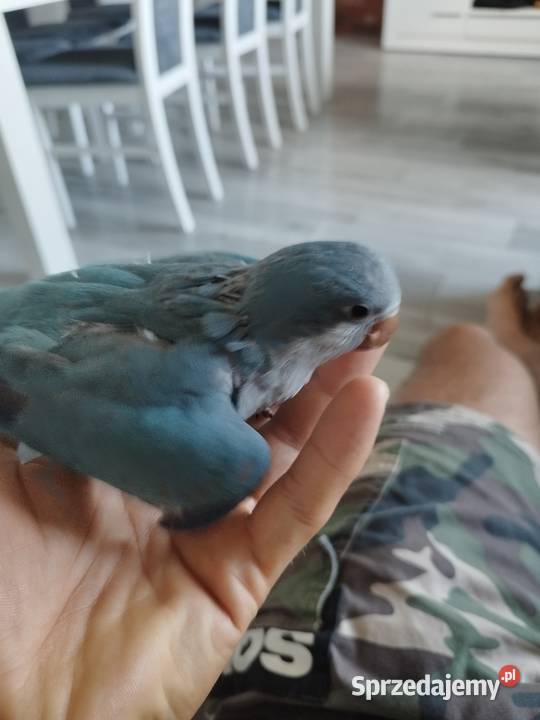 Mnicha Nizinna ręcznie karmiona sprzedam