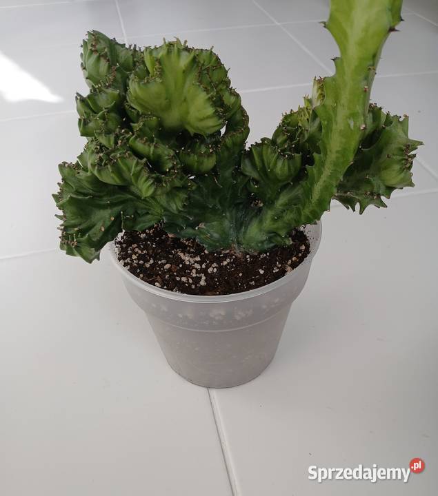 Euphorbia lactea cristata green kolekcjonerski Częstochowa sprzedam