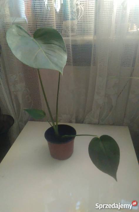 Kwiaty doniczkowe Monstera wonna Warszawa