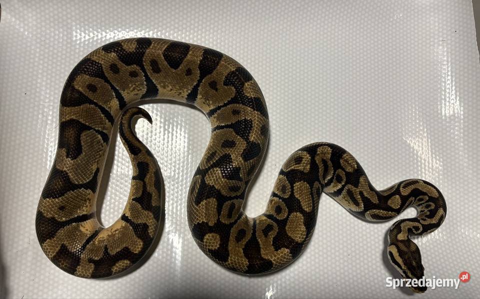 Pyton królewski python regius pastel enchi Kraków sprzedam