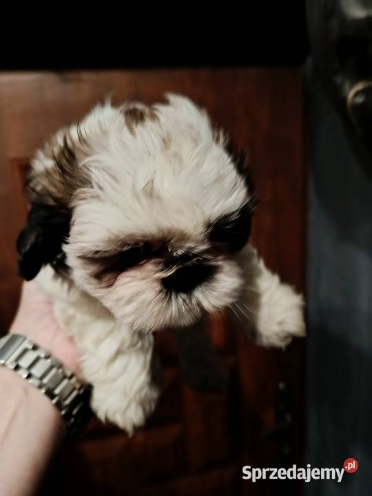 Shih tzu Godziesze Małe