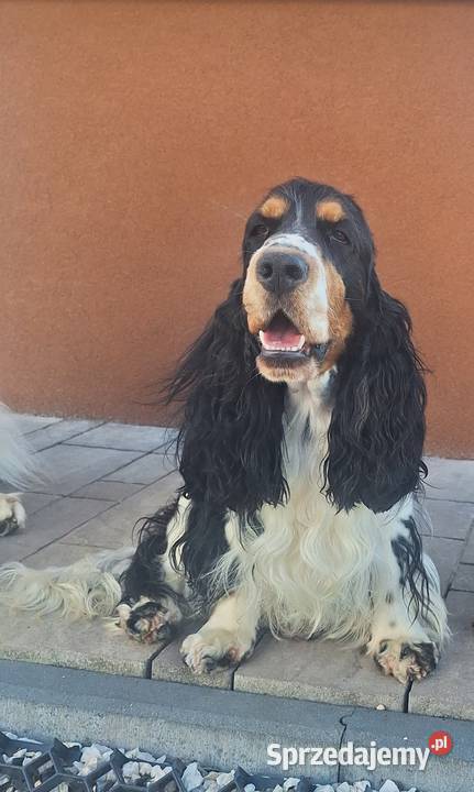 Cocker spaniel angielski Kowal