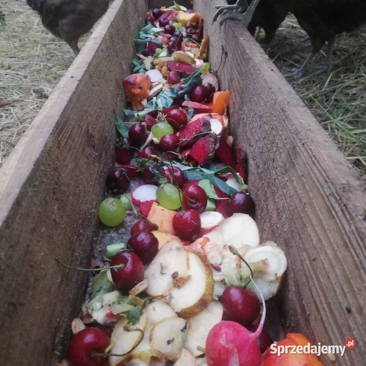 Jaja wiejskie szczęśliwych kurek zachodniopomorskie Szczecin