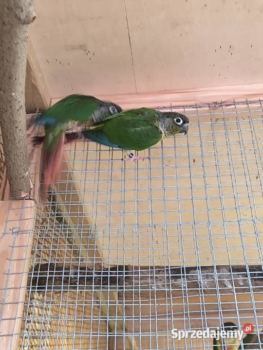 Rudosterki zielonolice opalin Rostarzewo sprzedam