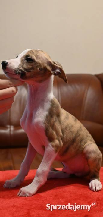 Whippet Chart Angielski Aleksandria