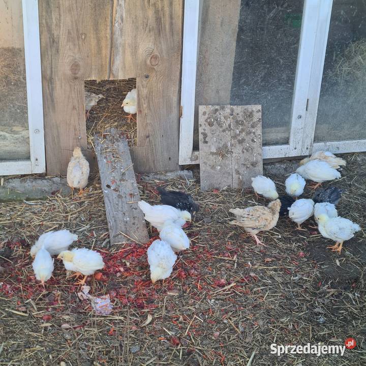 Pisklaki kurczaki mazowieckie Łaskarzew